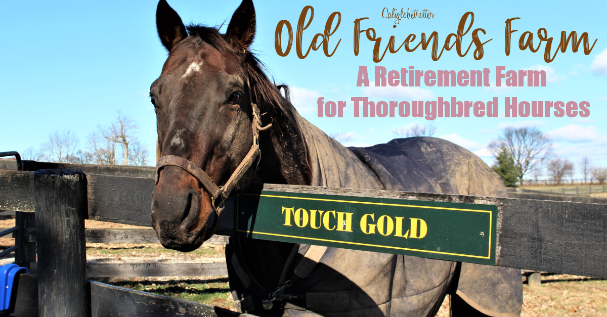 Old Friends Thoroughbred Retirement Farm Book Signing